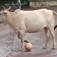 Illustration for article titled The Sports Highlight Of The Day Is This Soccer Cow Winning A Game Of Keep Away